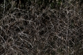 DSC_0001_sito