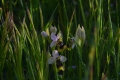 DSC_9906_Ophrys_tenthredinifera_Willd_sito