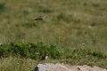 DSC_5447_la codabianca in volo per il nido l'altra osserva_sito