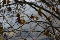 DSC_8267_sito_su un ramo spoglio si posa un robin nel crepuscolo d'autunno