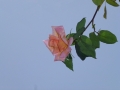 p1070095_sito