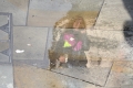 DSC_5260_sito_london