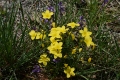 DSC_0041_linum_campanulatum_sito