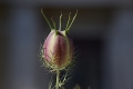 DSC_1018_nigella_damascena_sito