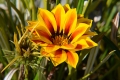 DSC_1020_gazania_sito