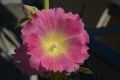 DSC_1027_malvone_altea_sito
