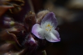 DSC_1040_sito_tradescantia