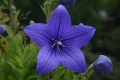 DSC_1112_Platycodon_grandiflorus_sito