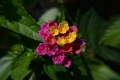 DSC_1131_lantana_camara_sito