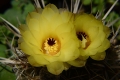 DSC_1157_sito_Notocactus_orthacanthus