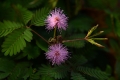 DSC_1201_mimosa_pudica_sito