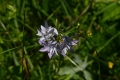 DSC_1225_Campanula rapunculus_sito