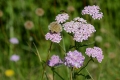 DSC_1257_58_achillea_armeriaMarittima_sito