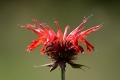 DSC_2106_monarda_sito