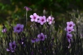 DSC_2850_chamaerops_humilis_sito