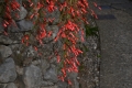 DSC_2904_russelia_equisetifolia_sito