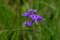 DSC_3617_campanula_sito