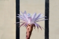 DSC_3644_echinopsis_obrepandaMIA_sito