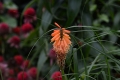 DSC_3931_Kniphofia_sito