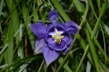 DSC_4575_aquilegia_di_reuter_sito
