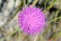 DSC_4678_carduus_defloratus_sito