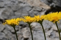 DSC_5009_doronicum_grandiflorum_sito