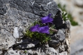 DSC_5021_campanula_alpestris_sito