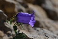 DSC_5058_campanula_alpestris_sito