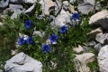 DSC_5126_gentiana_alpina_sito