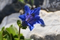 DSC_5138_gentiana_alpina_sito