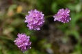 DSC_5294_armeria_alpina_sito