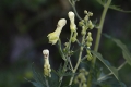 DSC_5525_aconitum_vulparia_sito