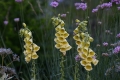 DSC_5532_digitalis_grandiflora_sito