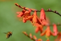 DSC_5615_crocosmia_sito