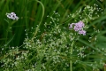 DSC_5713_Achillea millefolium&galium_aparine_sito