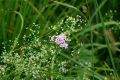 DSC_5713_Achillea millefolium&galium_aparine_sito