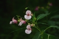 DSC_5787_Impatiens_glandulifera_sito