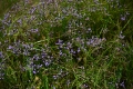 DSC_6292_limonium_vulgare_sito