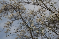 DSC_6847_cornus_venus_sito