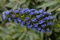 DSC_6855_echium_sito