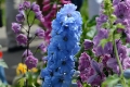DSC_6860_blue_delphinium_sito