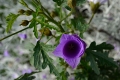DSC_6867_alyogyne_santaCruz_sito