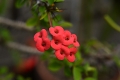 DSC_6951_euphorbia_sito