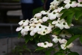 DSC_6969_CornusVenus_sito