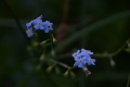 DSC_7207_myosotis_sito