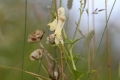 DSC_7253_Aconitum_lycoctonum_sito