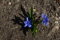 DSC_7743_scilla_bifolia_sito