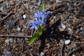 DSC_7811_scilla bifolia_sito