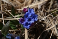 DSC_7854_pulmonaria_officinalis_sito