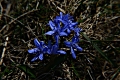 DSC_7862_scilla bifolia_sito